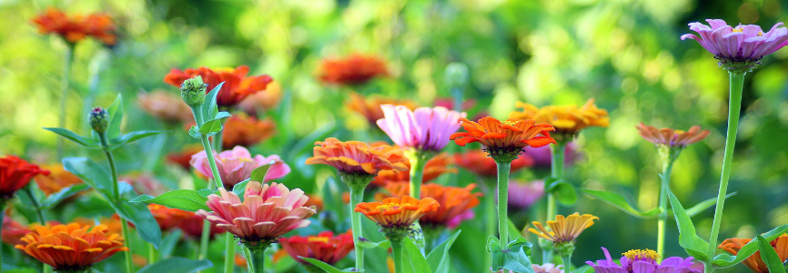 garden image